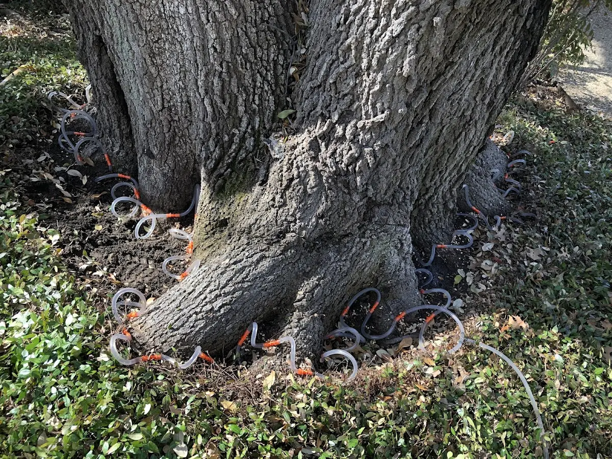 Detailed Shrub and Hedge Trimming job site in Red Oak