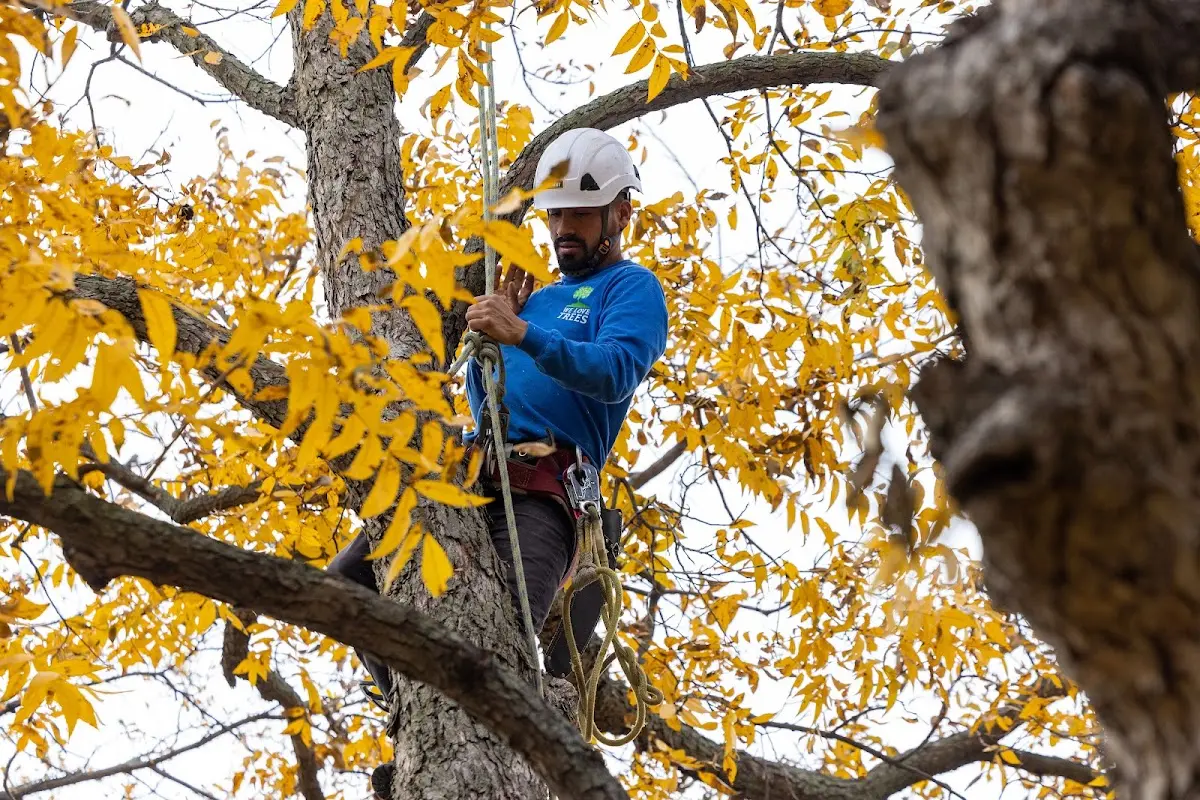 Skilled Tree Planing crew working in Red Oak